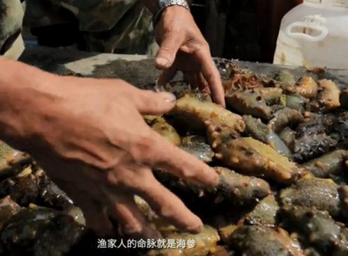 秋冬季，砣磯島海參捕撈好時機(jī)